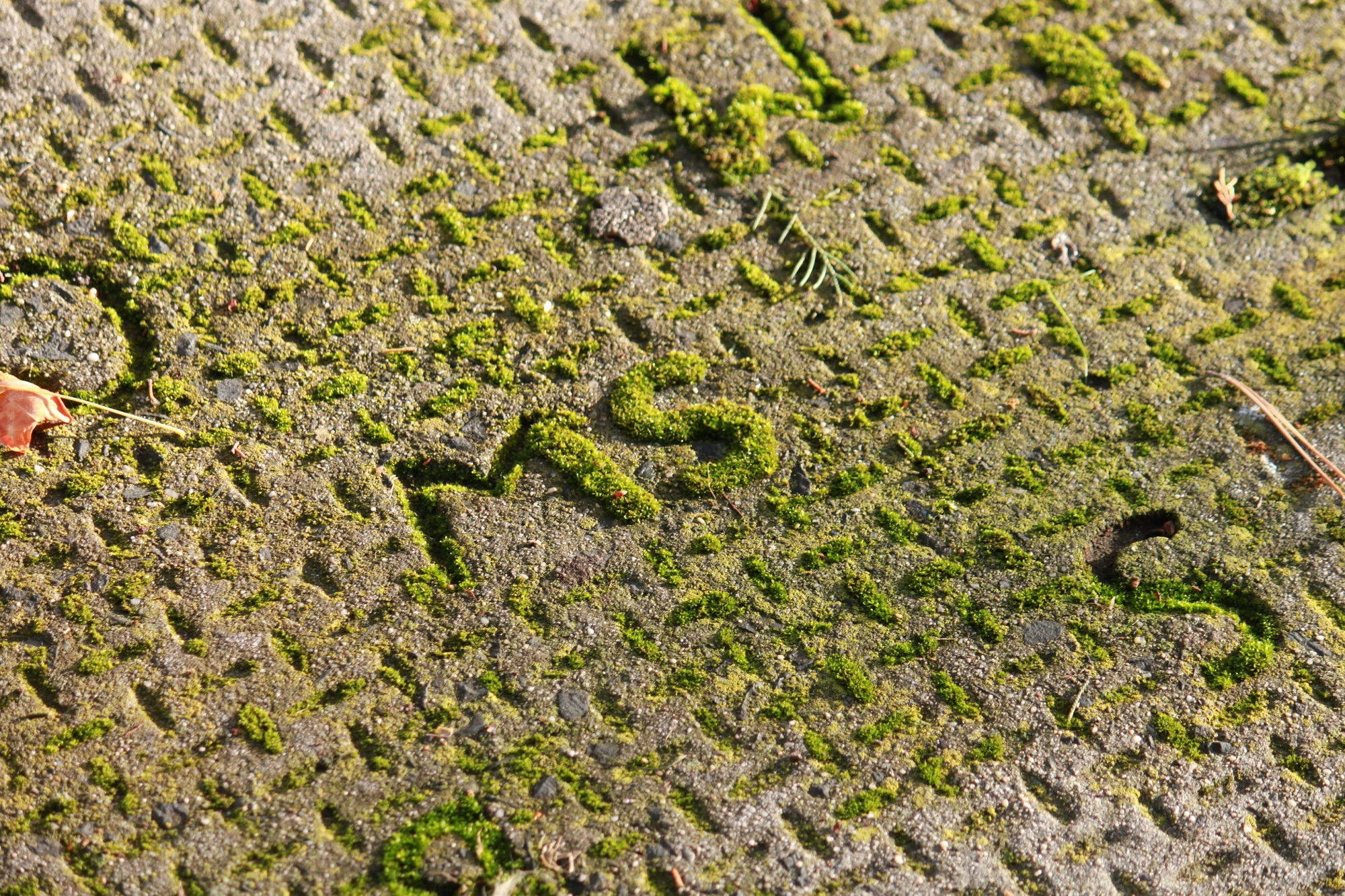 Comment enlever la mousse sur une terrasse