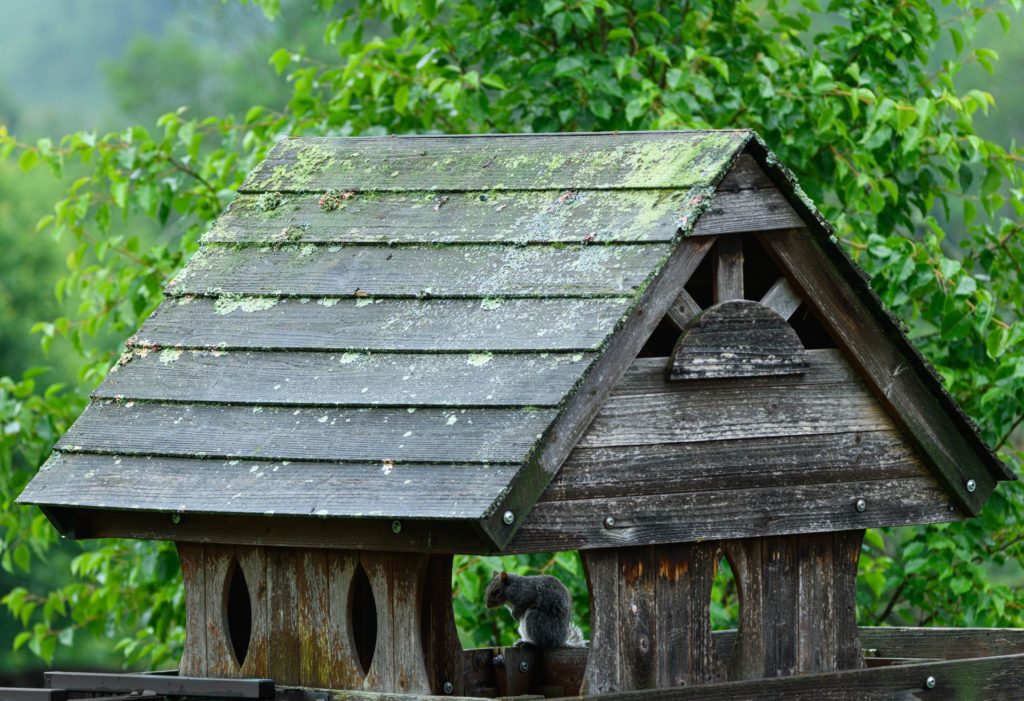Comment nettoyer le lichen sur du bois ?