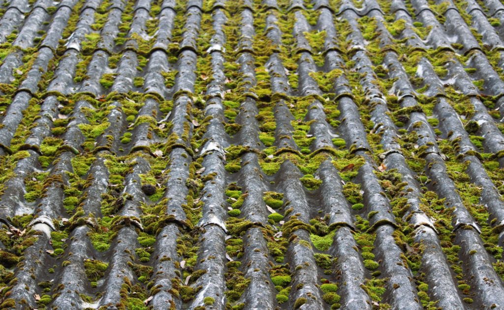 enlever du lichen d'un toit