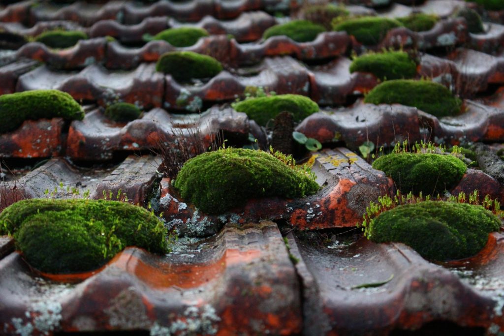 comment enlever le lichen d'une toiture