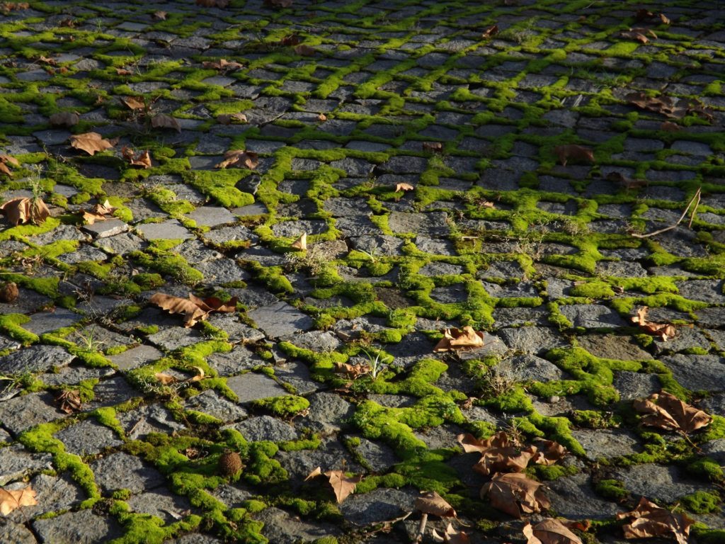 lichen sur terrasse