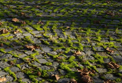 lichen sur terrasse