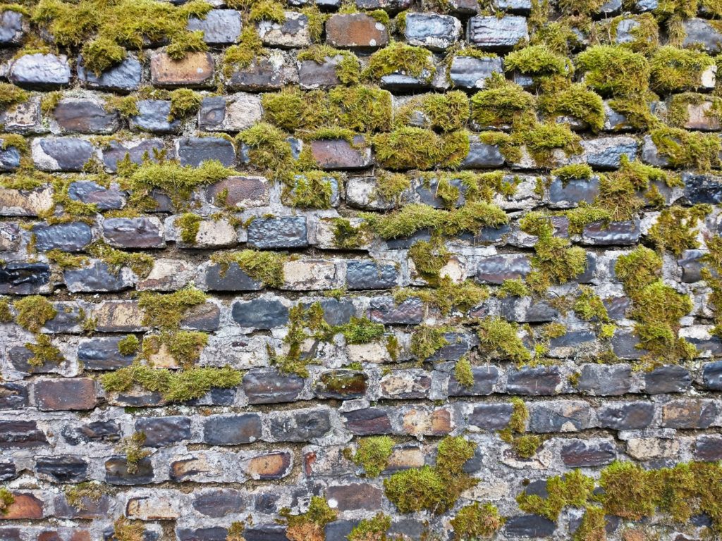 mousse sur un mur en brique