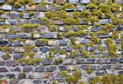 mousse sur un mur en brique