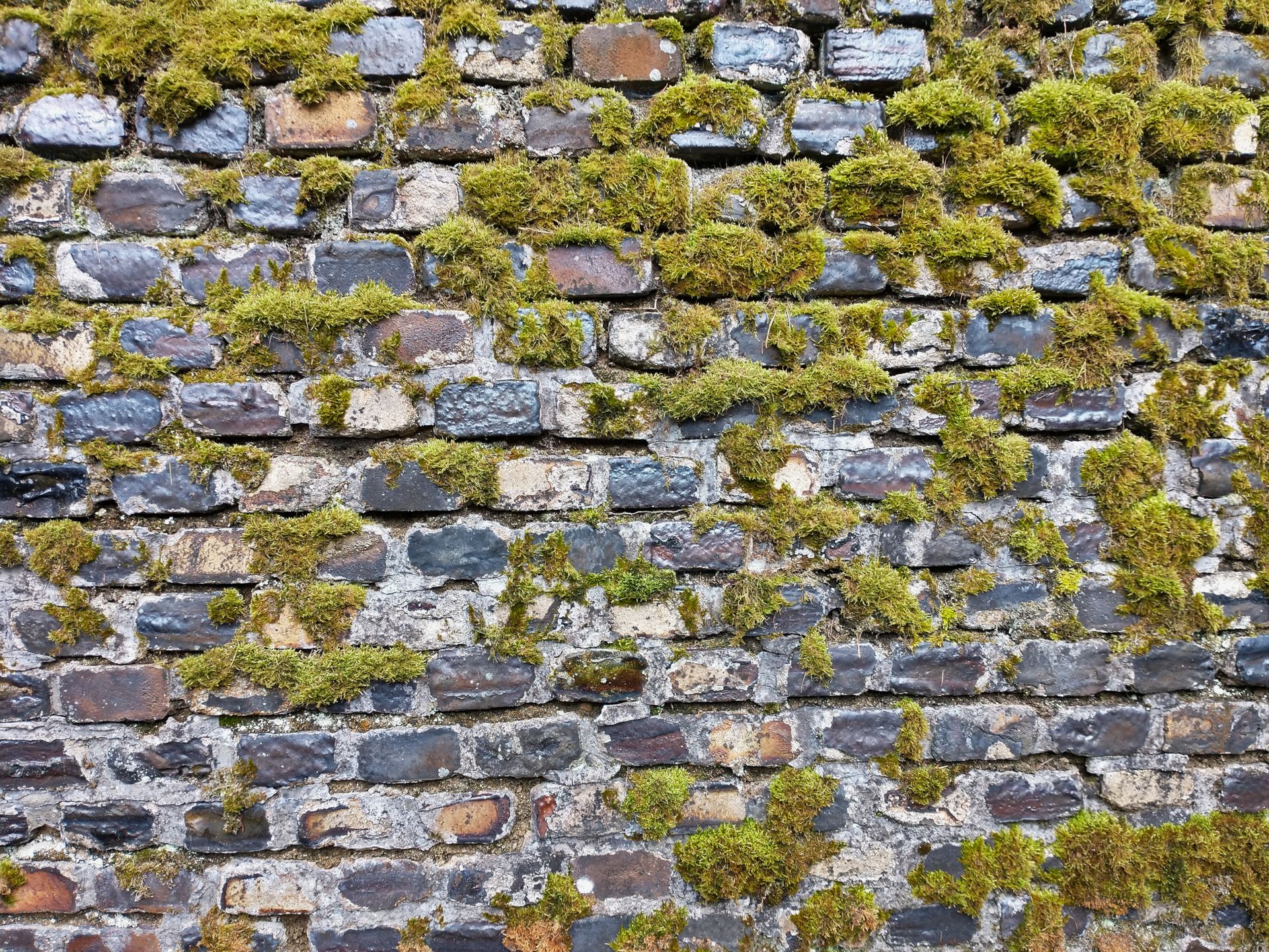 mousse sur un mur en brique
